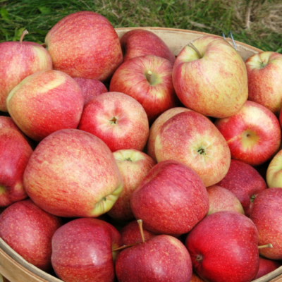 How to Store Apples Through the Winter