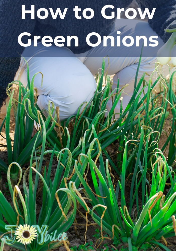 How to Grow Green Onions - Joybilee Farm