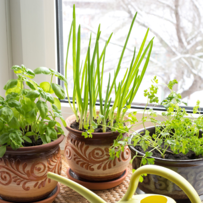 How to Grow Green Onions