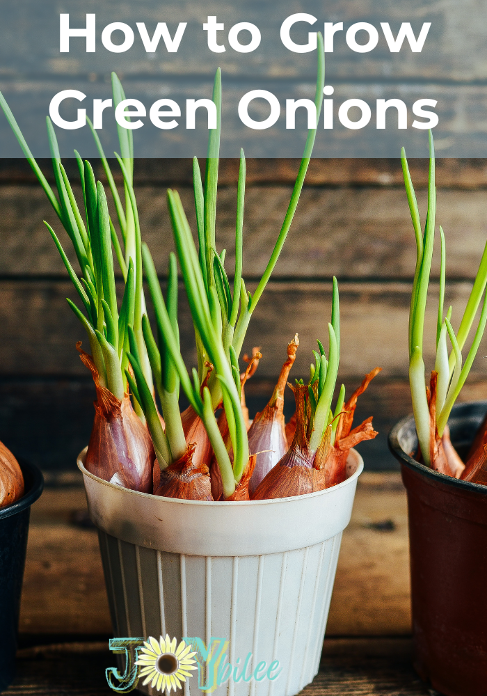 How to Grow Green Onions - Joybilee Farm