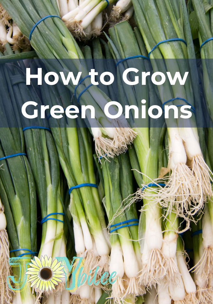 How to Grow Green Onions - Joybilee Farm