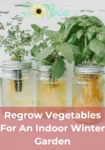 regrow vegetables by starting with herbs in a jar.