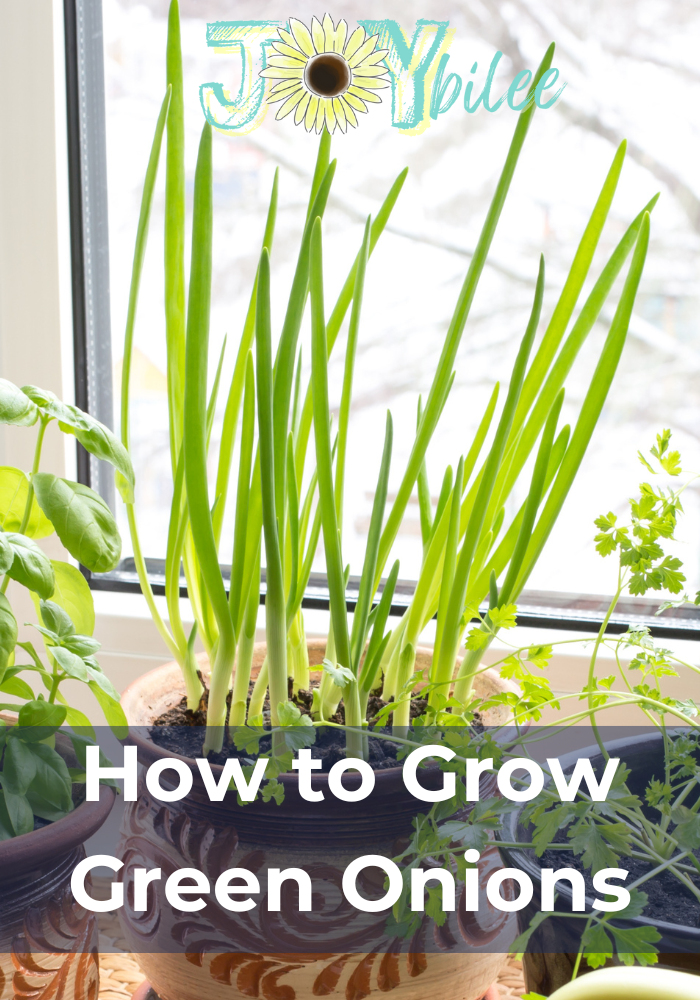 How to Grow Green Onions - Joybilee Farm