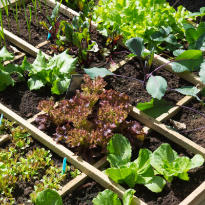 Succession Planting: Double Your Yields Without Increasing Your Garden Space
