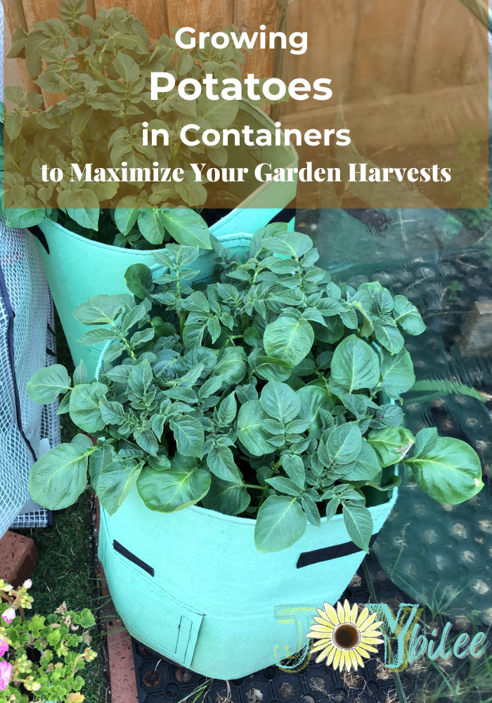 Growing Potatoes in Containers to Maximize Your Garden Harvests