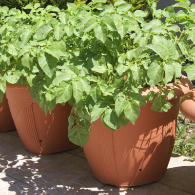 Growing Potatoes in Containers to Maximize Your Garden Harvests