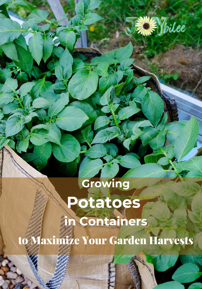 Grow Potatoes in Containers & Bags: 8 Best Secrets!