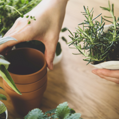 How to Plan Your Medicinal Herb Garden