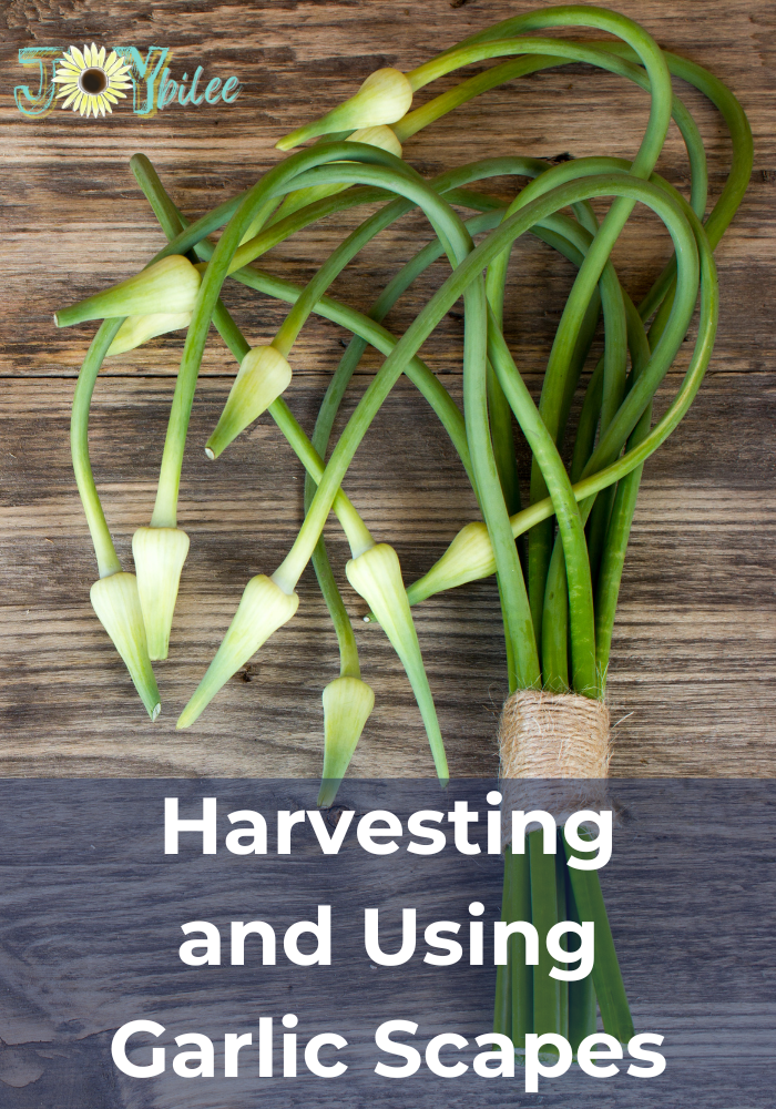 Harvesting and Using Garlic Scapes - Joybilee Farm