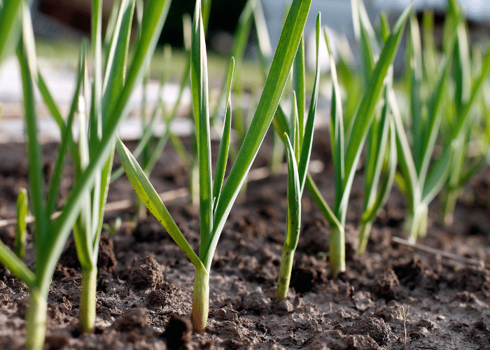 Garlic in the garden is a great companion plant