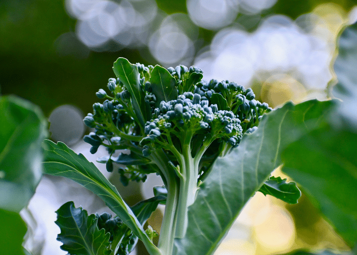 broccoli is one of the garlic companion plants