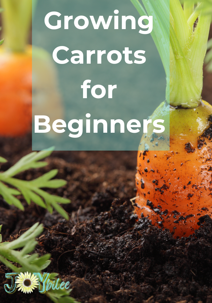  beginner carrot growing