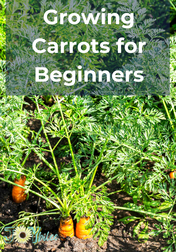 Growing Carrots for Beginners - Joybilee Farm