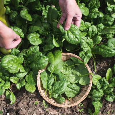Growing Spinach for Salads and Nutrition