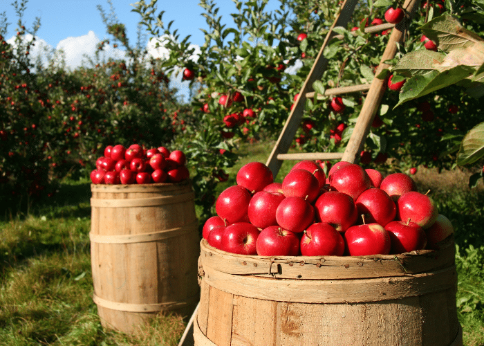 Barrels full of fresh picked red apples in an apple orchard, with a wooden ladder leaning into an apple tree. Growing apples from seed can increase our local food security and the abundance of foods around us.