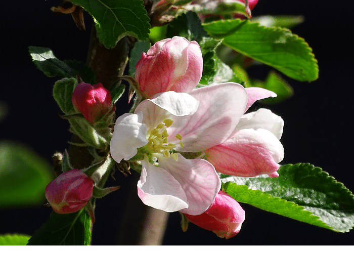 pink apple blossoms. Growing apples from seed can bring more blossoms to our farms, properties, and neighborhoods.