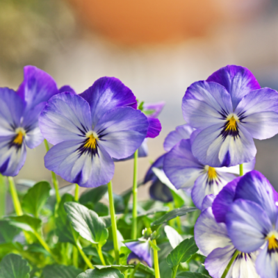 Edible Flowers to Grow and Enjoy