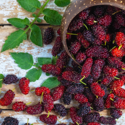 How to Make Dried Mulberries and Preserve Your Harvest