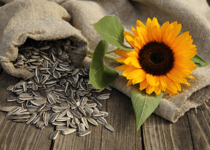 sunflower flower alongside sunflower seeds