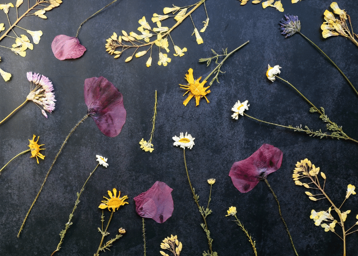 pressed flowers on a dark navy background