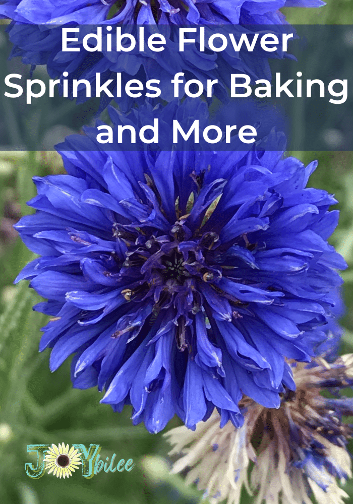 A bachelor's button flower for making edible flower sprinkles.