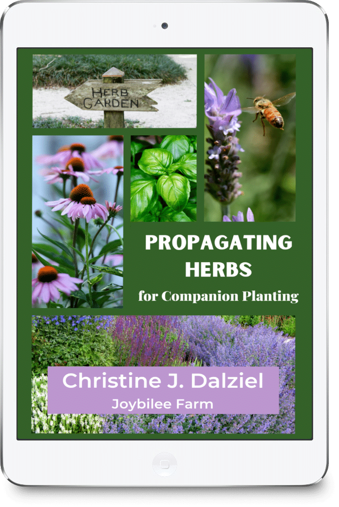 Propagating-Herbs-for-Companion-Planting-mock-up