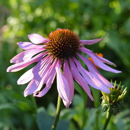 echinacea dancing at sunset