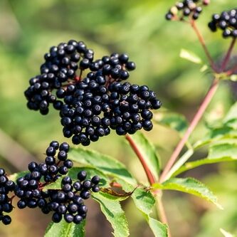 Elderberries for herbal syrup.