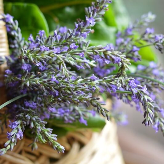 Freshly harvested lavender