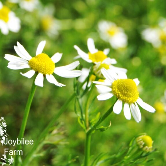 skin care herbs_chamomile